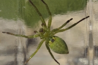 Micrommate de Ligurie (Araneae - Sparassidae - Micrommata ligurina)